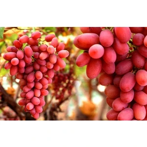 Asma Üzüm Fidanı Crimson Seedless Açık Köklü 20 - 40 cm