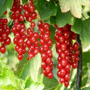 Ribes Rubrum Rovada Kırmızı Frenk Üzümü Saksıda 20 - 40 cm