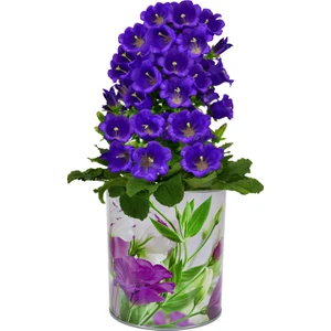 Serdar Çam Tohumculuk Çan Çiçeği Tohumu 5'li