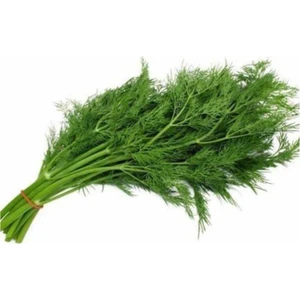 Serdar Çam Tohumculuk Dereotu Tohumu 100'lü