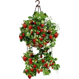 Serdar Çam Tohumculuk Dört Mevsim Yediveren Çilek Tohumu 10'lu