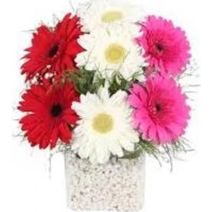 Serdar Çam Tohumculuk Gerbera Çiçeği Tohumu 5'li