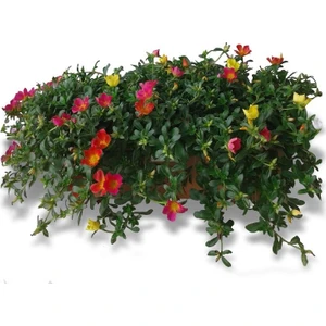 Serdar Çam Tohumculuk Karışık Ipek Şellaki Çiçeği Tohumu 5'li