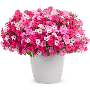 Serdar Çam Tohumculuk Karışık Petunya Çiçeği Ekim Seti 25'li