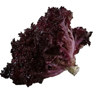 Serdar Çam Tohumculuk Lollorosso Kıvırcık Marul Tohumu 100'lü