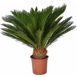 Serdar Çam Tohumculuk Nadir Cycas Tohumu 3'lü