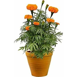 Serdar Çam Tohumculuk Nergis Çiçeği Tohumu Ekim Seti Saksı Toprak 5'li