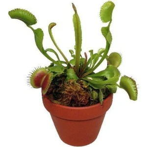 Serdar Çam Tohumculuk Venus Fly Trap Tohumu Etobur Bitki 5'li