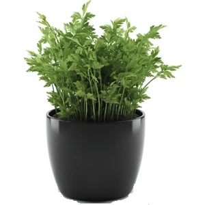 Serdar Çam Tohumculuk Yediveren Erkenci Maydonoz Tohumu 250'li