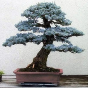 Serdar Çam Tohumculuk Bodur Mavi Selvi Bonzai Ağacı Tohumu Ekim Seti 5'li Saksı Toprak Kombin