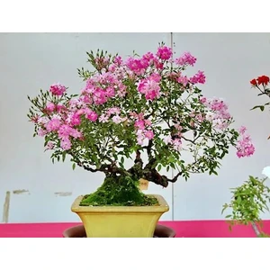 Serdar Çam Tohumculuk Bodur Pembe Gül Bonzai Ağacı Tohumu 5'li