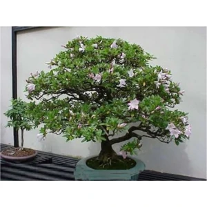 Serdar Çam Tohumculuk Bodur Tesbih Bonsai Ağacı Ekim Seti 5'li