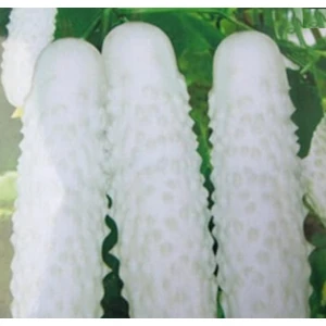 Serdar Çam Tohumculuk Nadir Beyaz Salatalık Tohumu 5'li