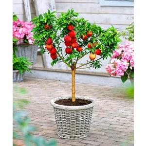 Serdar Çam Tohumculuk Şeftali Bonzai Ağacı Tohumu Tekli