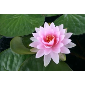 Lotus Çiçeği Tohumu 2'li + Saksı + Torf