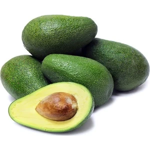 Fidan Sahası Aşılı Tüplü 2 Yaş Zutano Avokado Boy 80 - 110 cm