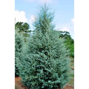 Fidan Sahası Mavi Selvi Ağacı Boy 60 - 100 cm