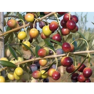 Fidan Sahası Saksılı Bodur Arbequina Zeytin Fidanı 1 Yaş - 40 - 60 cm 4'lü
