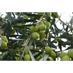 Fidan Sahası Tüplü 5 - 6 Yaş 8 - 14 Kutur Gemlik Zeytin Fidanı