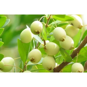 Fidan Sahası Tüplü Aşılı İri Beyaz Murt Hambeles