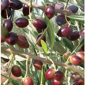 Fidan Sahası Tüplü Ayvalık Zeytin Fidanı 2'li
