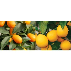 Fidan Sahası Tüplü Bodur Mayer Limon + Kamkat Kumkuat Fidanı 3 Yaş 50 - 60 cm