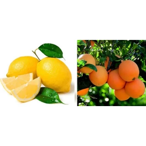 Fidan Sahası Tüplü Bodur Saksılık Nevalina Portakal + Yediveren Limon 2 Yaş Boy 70 - 80 cm
