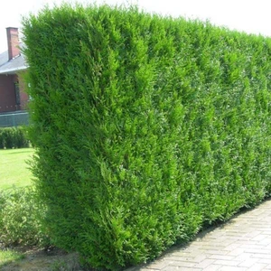 Fidan Sahası Tüplü Çit Mazi Fidanı