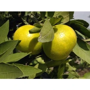 Fidan Sahası Tüplü Early Mandalina ErkenciYaş 1 - 2 Boy 90 - 110 cm