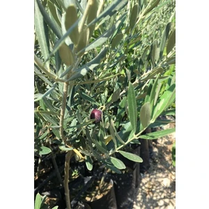 Fidan Sahası Tüplü Gemlik Zeytin 4'lü