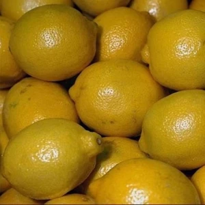 Fidan Sahası Tüplü Kara Limon Yaş 1 - 2 Boy 90 - 100 cm