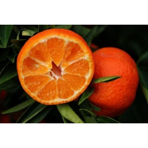 Fidan Sahası Tüplü Klemantin Kokolu King Mandalina Yaş 1 - 2 Boy 90 - 110 cm