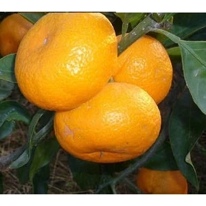 Fidan Sahası Tüplü Mihovaze Mandalina Fidanı Yaş 1 - 2 Boy 90 - 110 cm