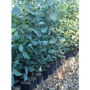 Fidan Sahası Tüplü Okaliptus Fidanı 120 - 140 cm 2'li