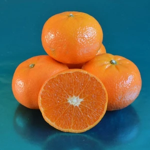 Fidan Sahası Tüplü Orri Mandalina Fidanı Yaş 1 - 2 Boy 90 - 110 cm