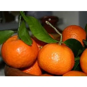 Fidan Sahası Tüplü Robinson Mandalina Yaş 1 - 2 Boy 90 - 110 cm