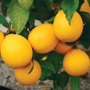 Fidan Sahası Tüplü Saksılık Bodur Mayer Limon 3 Yaş Boy 50 - 60 cm