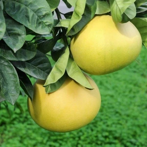 Fidan Sahası Tüplü Şadok Pomelo Ağaç Kavunu Yaş 2 Boy 90 - 110 cm