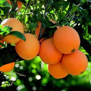 Fidan Sahası Tüplü Yarı Bodur Navelina Portakal Yaş 1 - 2 Boy 50 - 60 cm