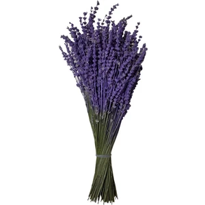 Gerçek Lavanta Demeti (Boyalı)