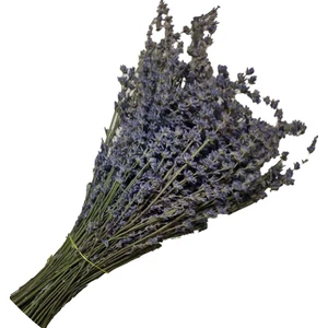 Lavanta Demeti Mor