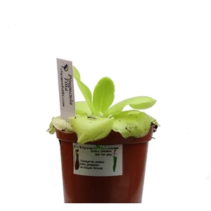 Etobur Bitkim Saksıda Dikili Canlı Yetişkin Pinguicula Tina Sivrisinek Avcısı