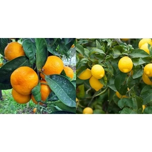 Fidan Sahası Tüplü Kokulu Bodrum Mandalinası + Yediveren Limon Fidanı 2'li