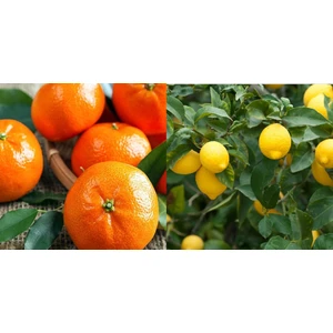 Fidan Sahası Tüplü Yediveren Limon +  W.Murcott Mandalina Fidanı 2'li