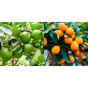 Fidan Sahası Tüplü Lime Misket Limon+ Kamkat Fidanı 2 Yaş 2'li