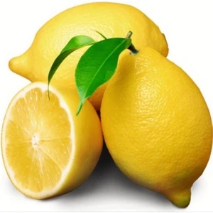 Fidan Sahası Tüplü Bodur Saksılık Enterdonat Limon Fidanı 4 Yaş 80-100 Boy