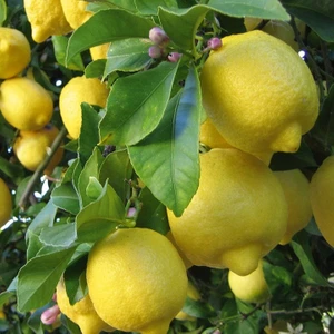 Fidan Sahası Tüplü Bodur Euroka Limon Fidanı 2 Yaş 70-90 cm Bol Sulu