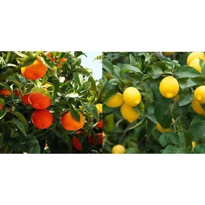 Fidan Sahası Tüplü Yediveren Mayer Limon + Kokulu King Mandalina Fidanı 2'li 2 Yaş 90-110 cm Boy