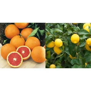 Fidan Sahası Tüplü Cara Cara Portakal + Yediveren Limon Fidanı 2 Yaş 2'li