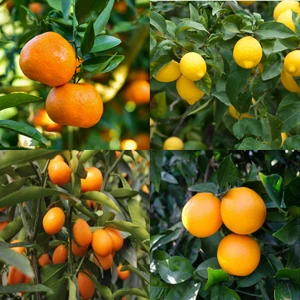 Fidan Sahası Bodur Yediveren Limon Portakal Kamkat Mandalina Fidanı